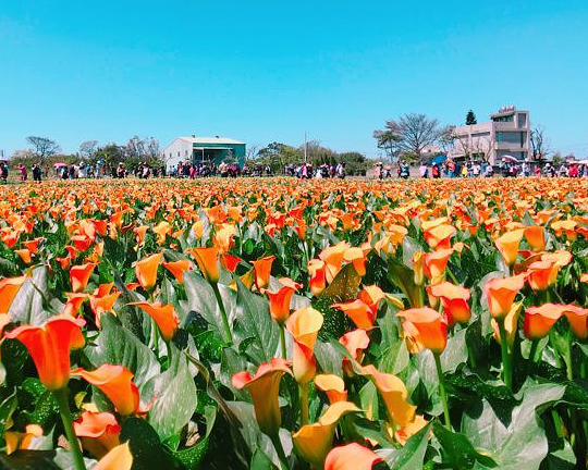 【2018桃園彩色海芋季】 2018/03/10~2018/03/25