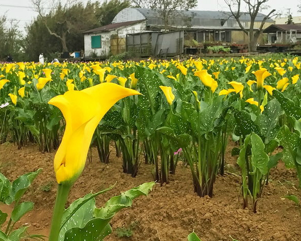 【2017桃園彩色海芋季】落入海芋田的點點星光～ 2017/03/31~2017/04/09