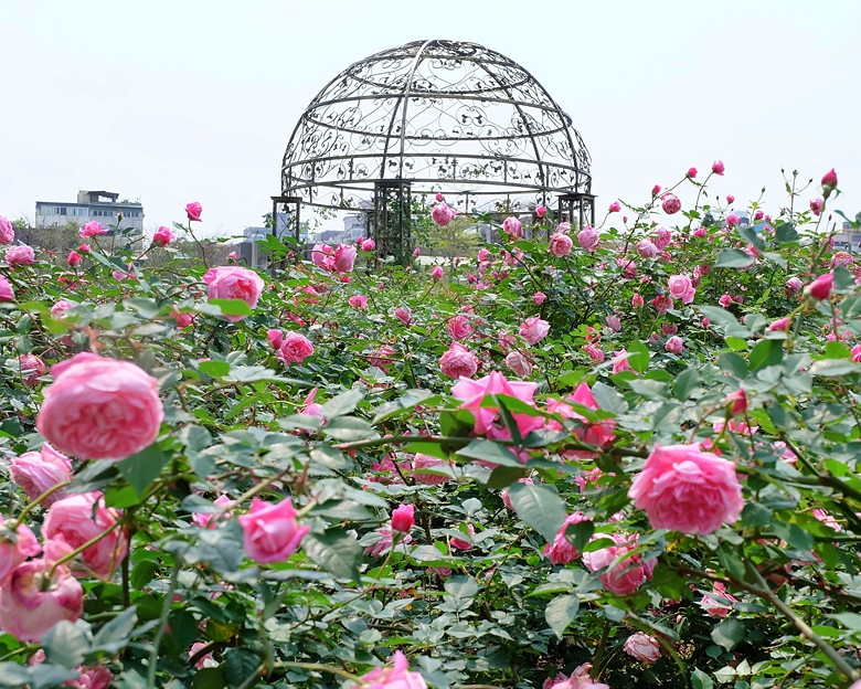【臺北玫瑰展@花博公園新生園區】 2021/03/12~2021/04/04