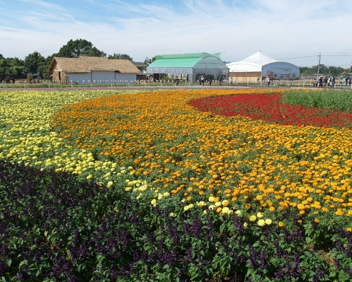 【2015新社花海節】繽紛十年，花漾台中！2015/11/7~2015/12/6
