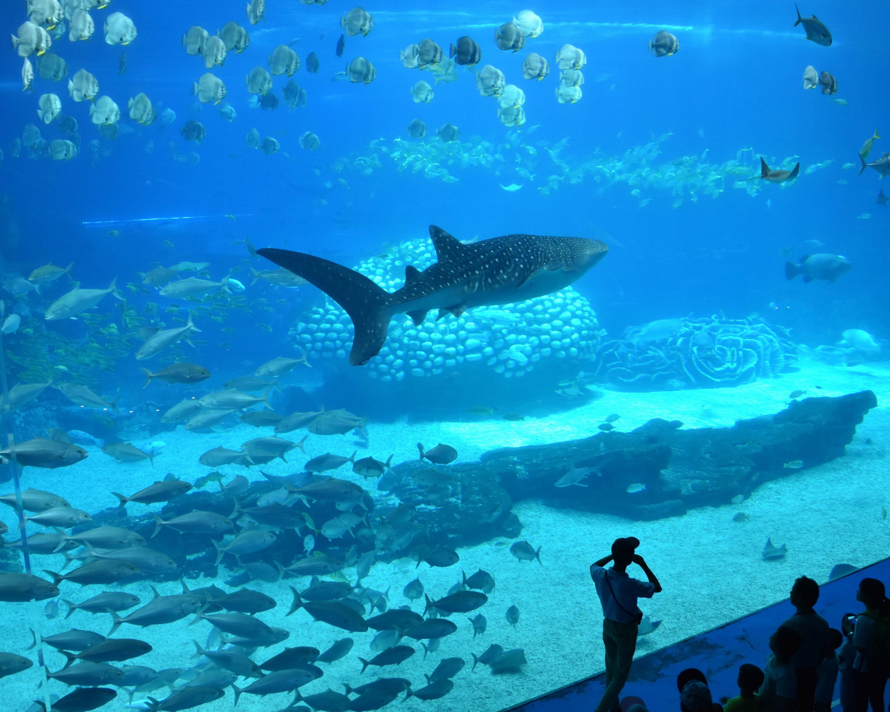 世界最大海洋魚類展覽館，連創五項金氏世界紀錄～珠海長隆海洋王國
