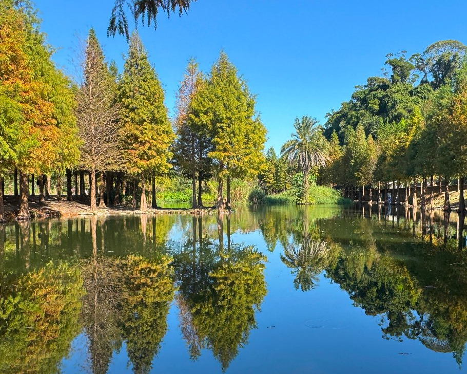 千變萬化落羽松，水上倒影百拍不膩～桃園月眉人工濕地生態公園