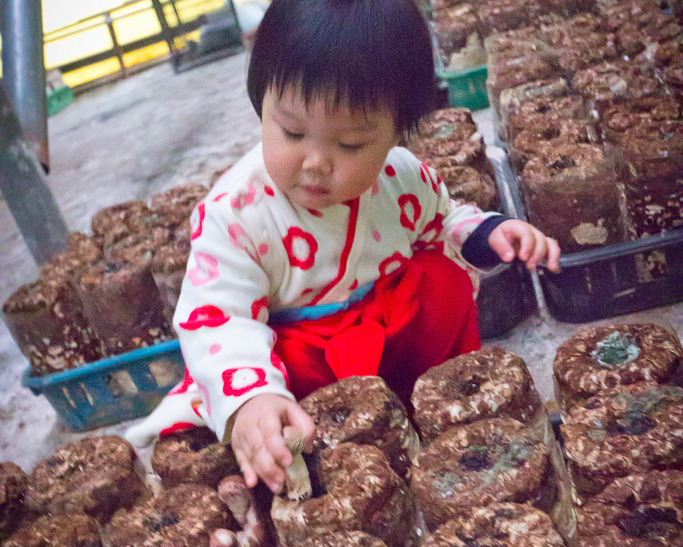 體驗採菇樂趣，小心越採越上癮！台中阿亮香菇園