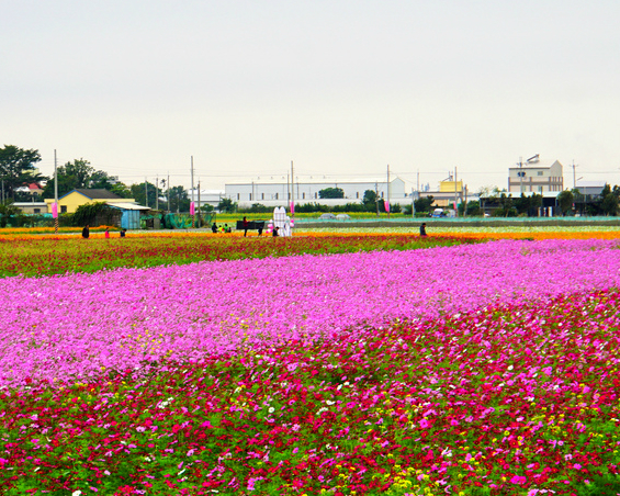 【雲林花海節】繽紛花毯迎新春！2017/01/14~2017/02/03