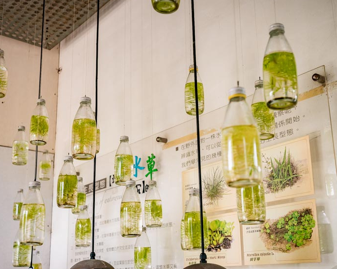 水生植物導覽，創造專屬的小小生態系～宜蘭勝洋休閒農場