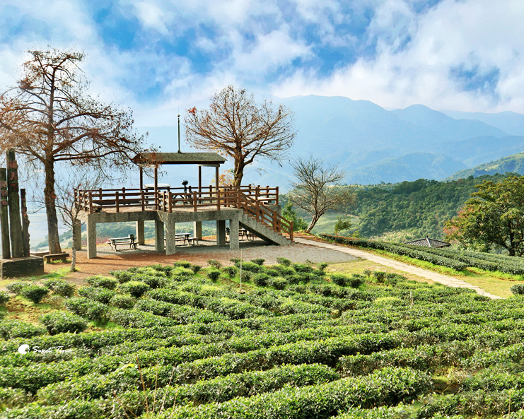 徜徉茶園、賞用餐點，眺望蘭陽平原美景～宜蘭玉蘭茶園