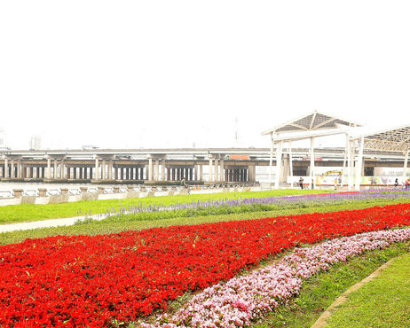 【2017台北市延平河濱公園花海盛開】騎單車、賞花海！2017/01/04~2月下旬