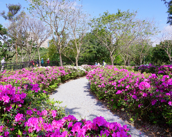 【台北杜鵑花季@大安森林公園】 2022/03/01~2022/03/31