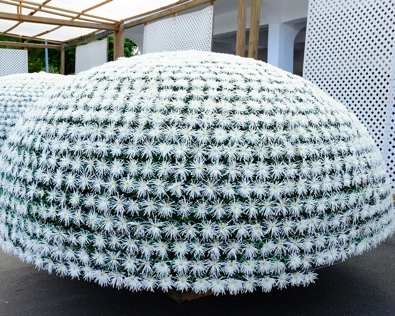 【2017士林官邸菊展】眾星雲菊！ 2017/11/25~2017/12/10