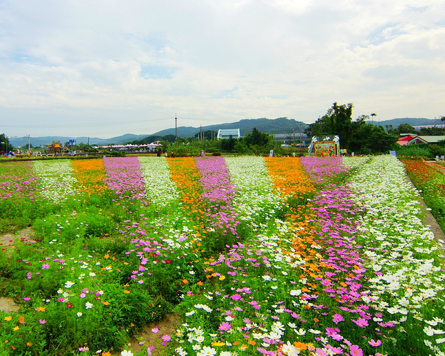 【2016桃園花彩節蘆竹場】百頃花田繽紛綻放！2016/11/19~2016/11/27