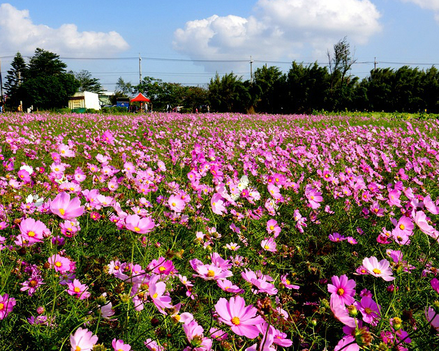 【2015桃園花彩節-大園場】幸福彩虹花海！2015/12/12 ~ 2015/12/20