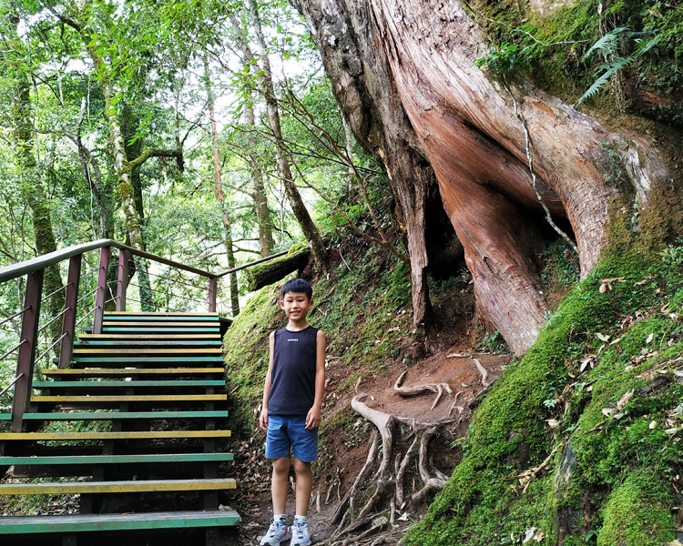 神木點點名，與千年巨木共舞～桃園拉拉山巨木群步道