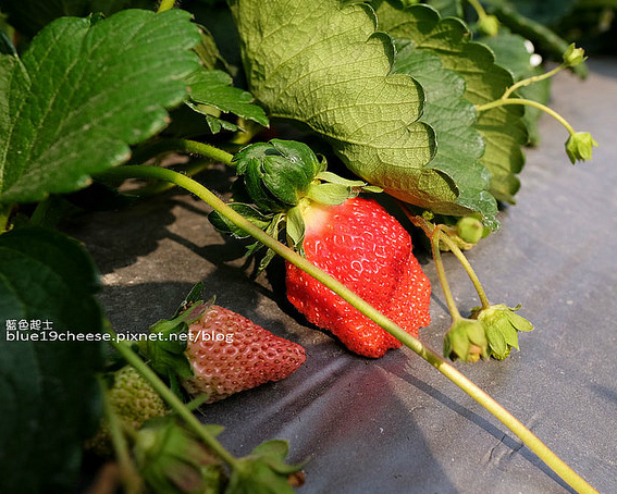 尋找隱藏的美味紅寶石～南投双福草莓園