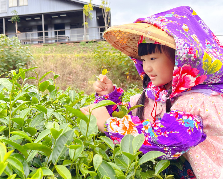 採茶×揉茶×品茶，豐富五感體驗的一心二葉之旅～苗栗銅鑼茶廠