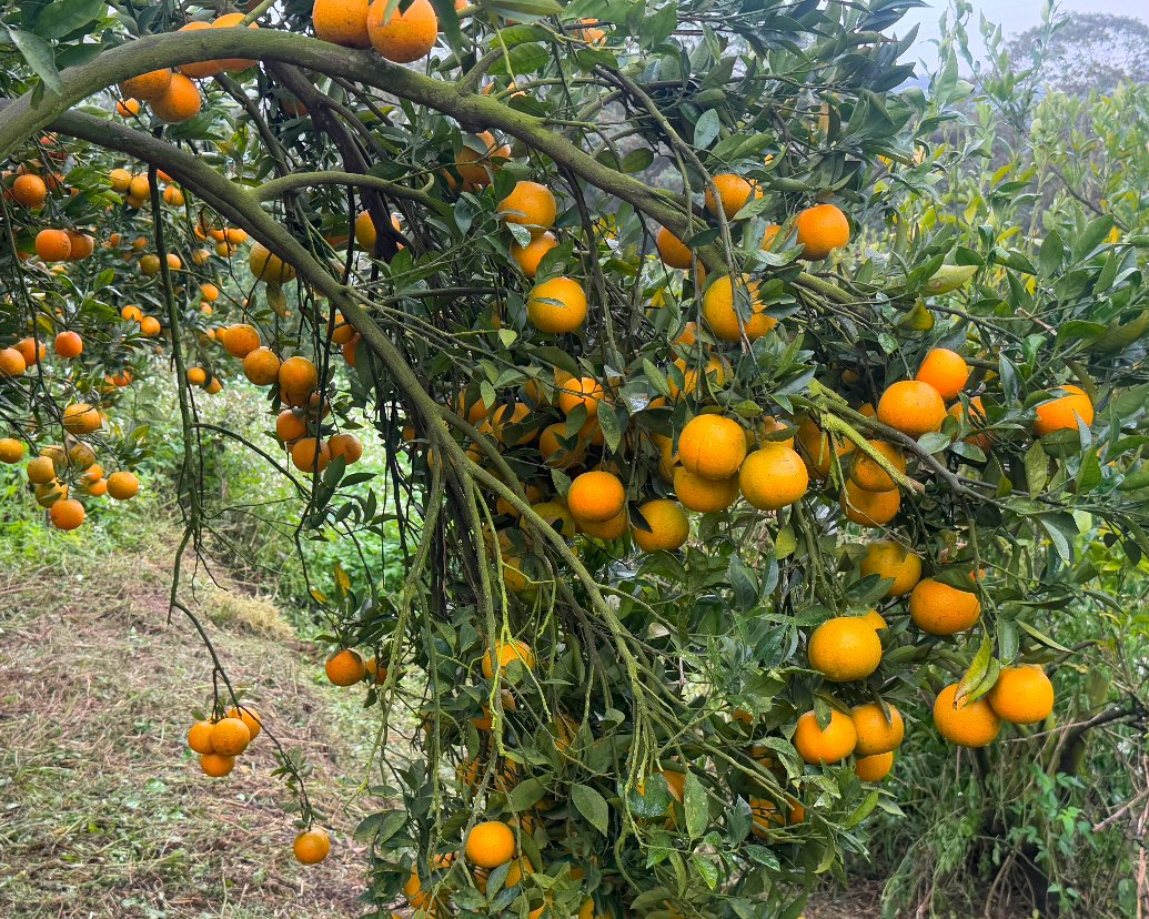 越野ㄅㄨㄅㄨ出發，上山採橘趣～新竹鹿鳴坑觀光果園