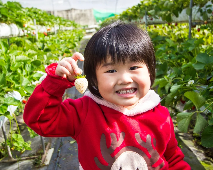 高架收成免歪腰，搜尋隱藏版白草莓～台中紅森林高架草莓園
