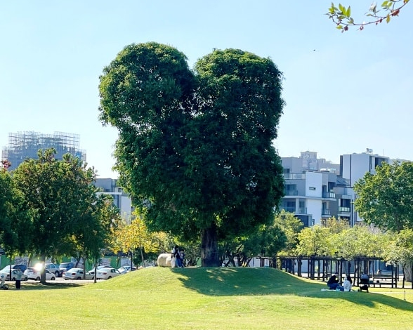 與米奇樹同樂，大樹原野遊戲場探索樂趣～台中南興公園