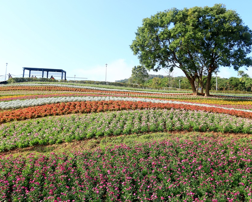 台版富良野，萬盆花草交織波浪花毯～台北北投社三層崎公園