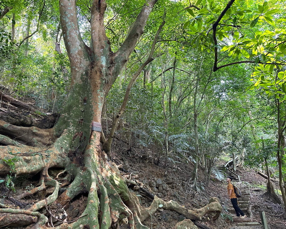植物聯合國，偶遇嬌客徜徉林間～高雄美濃雙溪熱帶樹木園