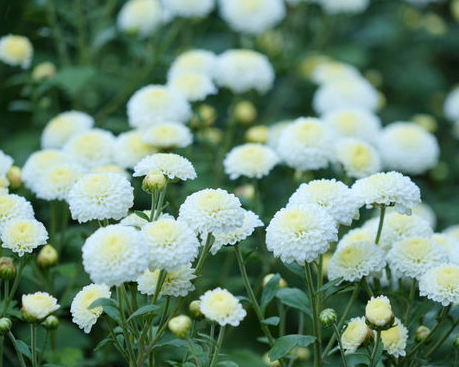 【苗栗銅鑼杭菊芋頭節】 2019/11/09~12月上旬