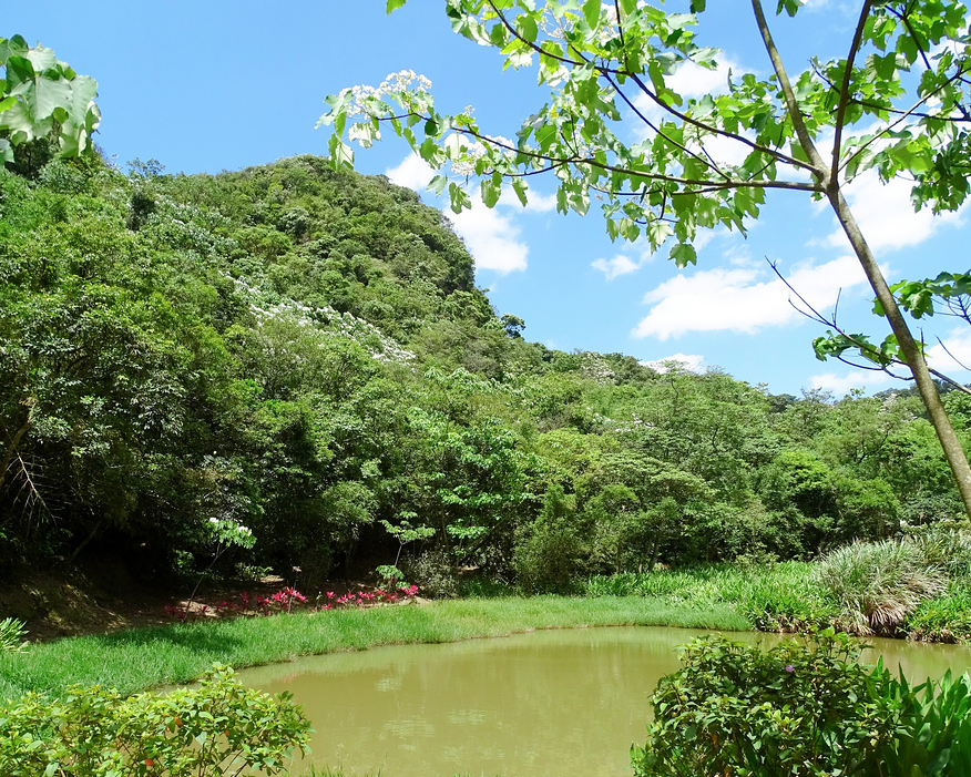 昔日礦場遺址，桐花、蝴蝶相伴好不熱鬧～汐止內溝山翠湖步道