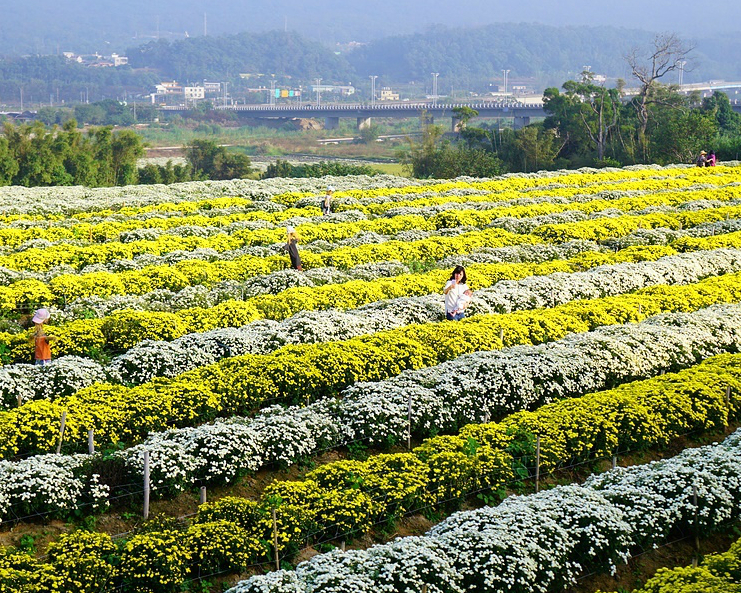 【2017苗栗銅鑼杭菊芋頭節】花期持續到12月上旬喔～