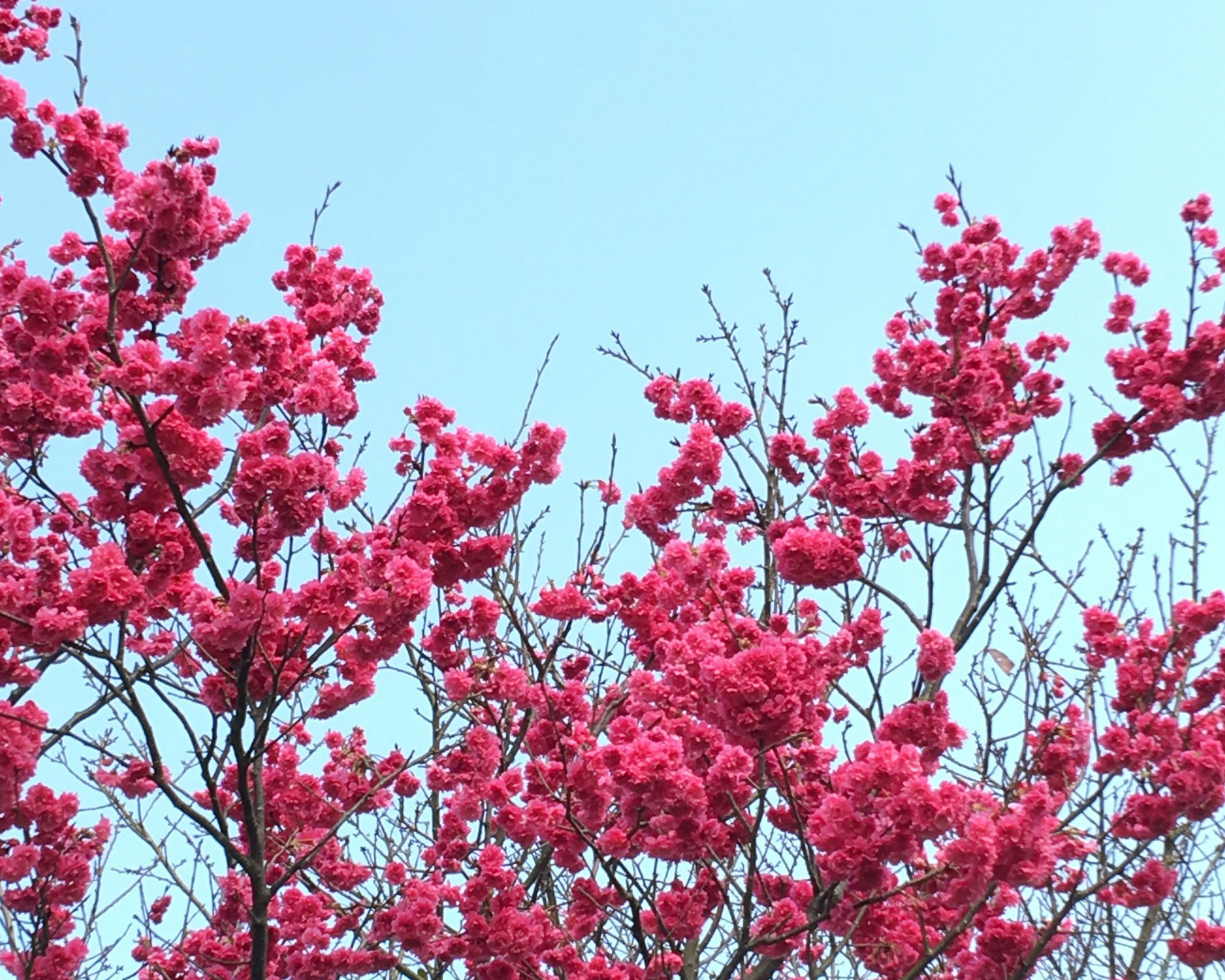 春神到，花都開好了～三芝三生步道